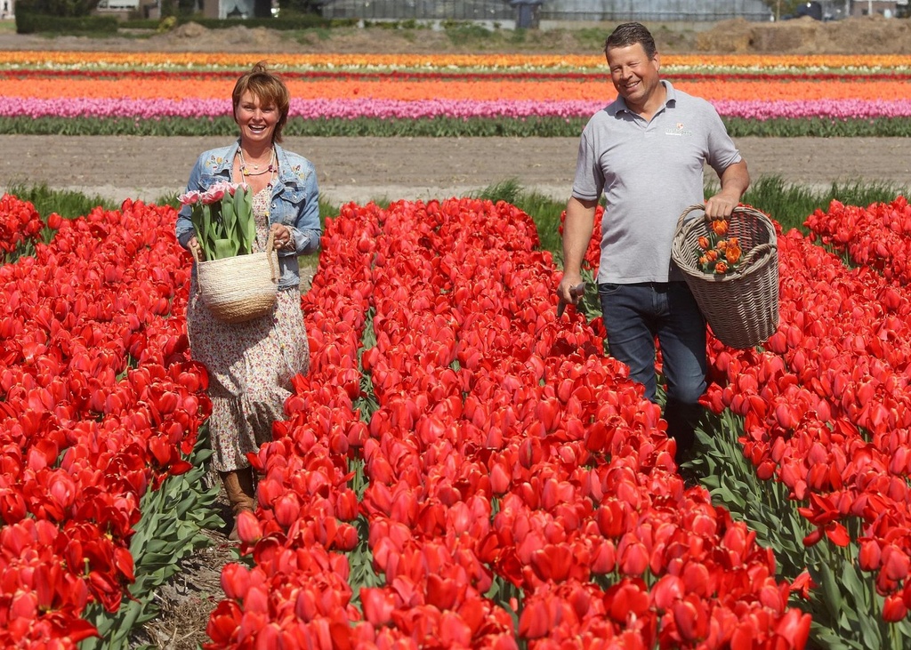 Amsterdam: Day trip to Tulip Farm, Keukenhof + Windmill Cruise
