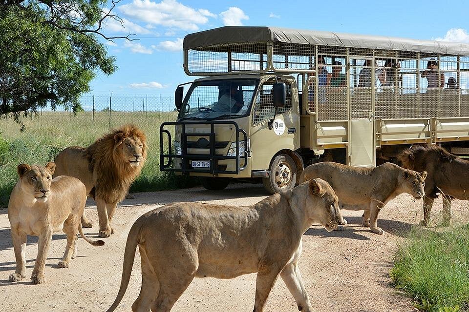 Essential African Safari