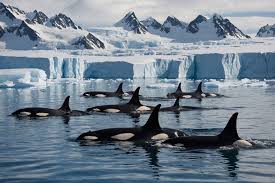 Best of Antarctica: Whale Discovery